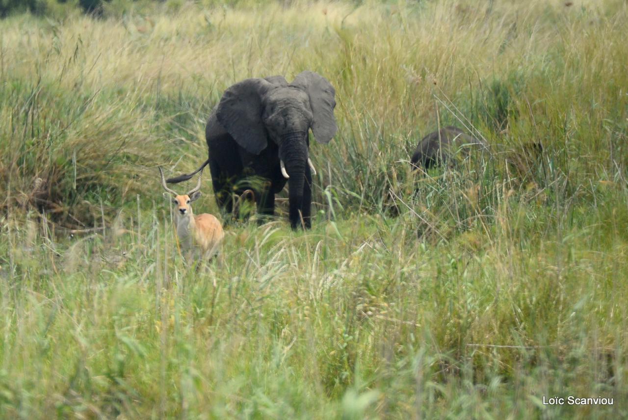 Eléphant (19)