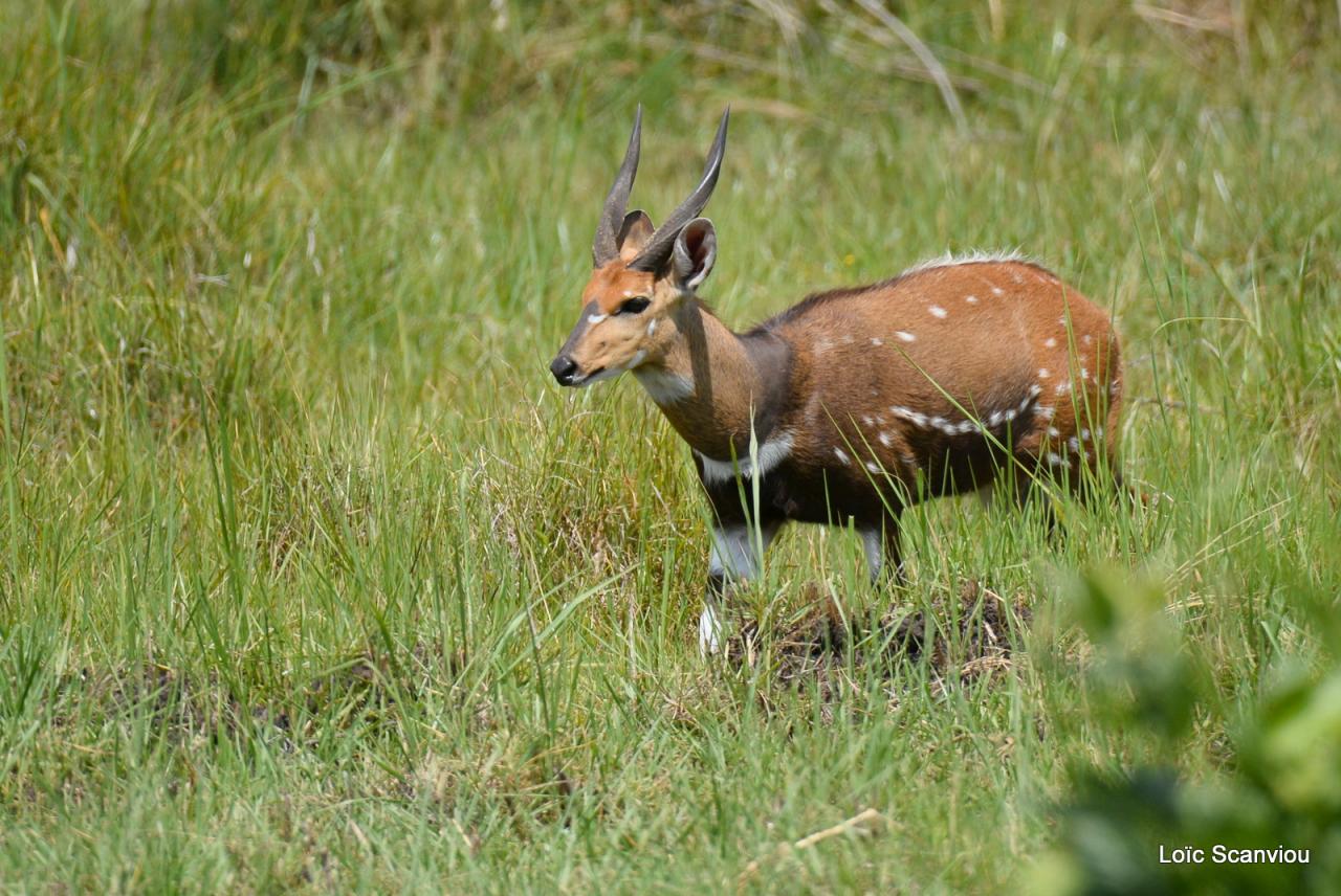Guib harnaché/Bushbuck (1)