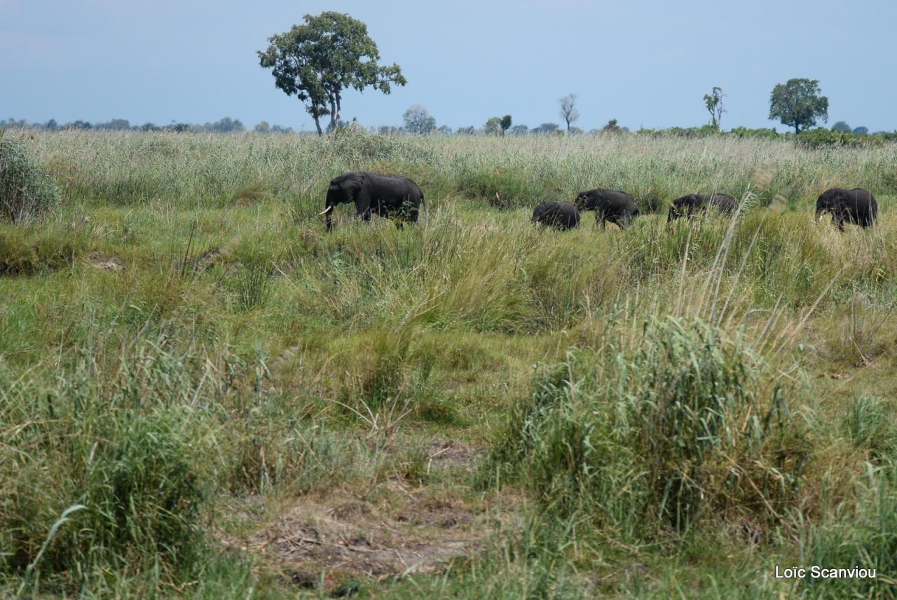 Eléphant (20)