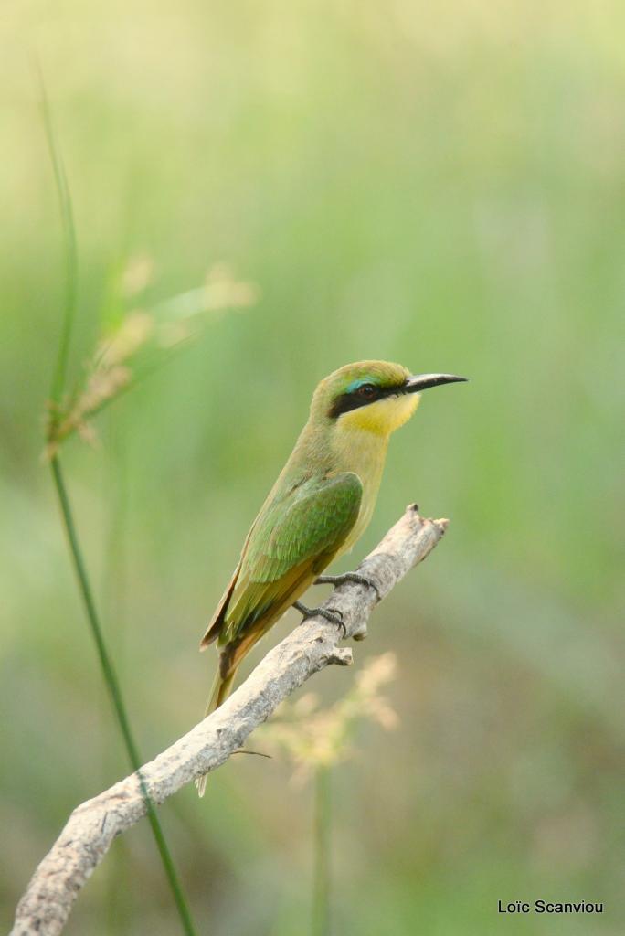 Guêpier nain/Little Bee-eater (1)