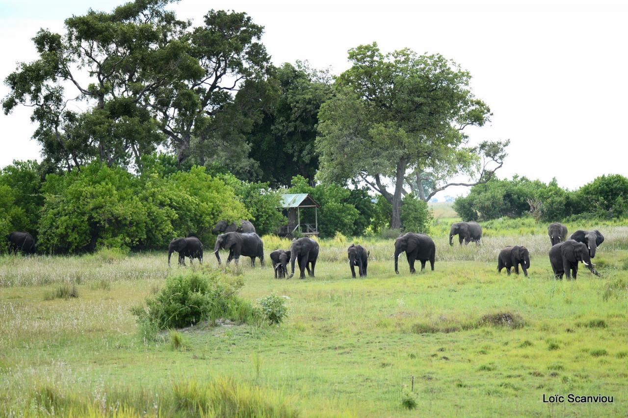 Eléphant (23)