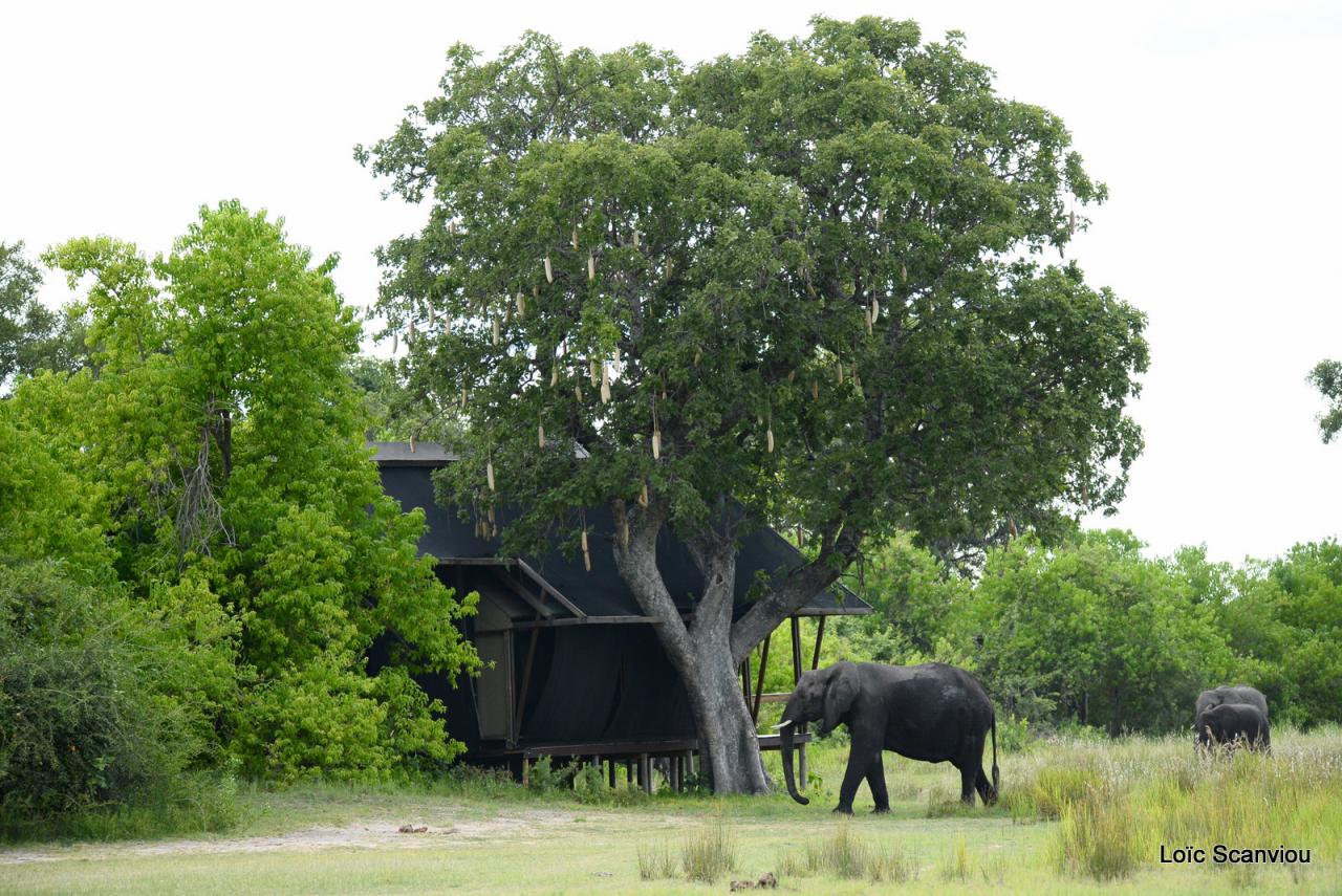 Eléphant (24)