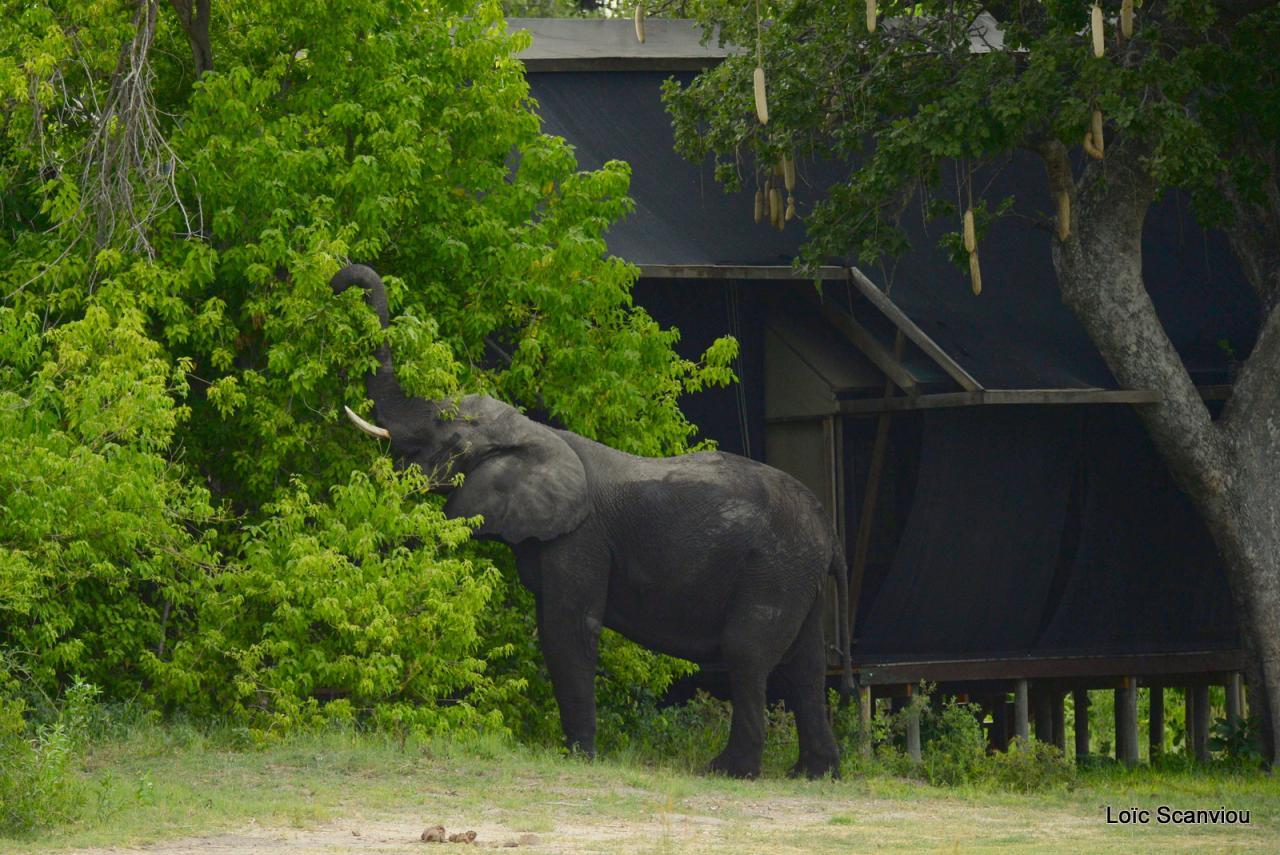 Eléphant (26)