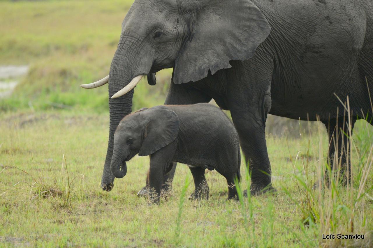 Eléphant (27)