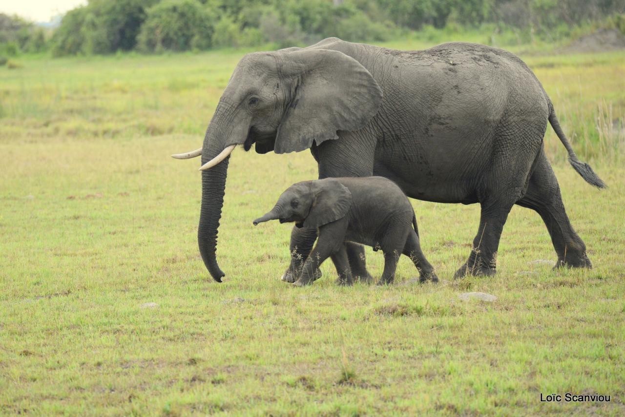 Eléphant (28)