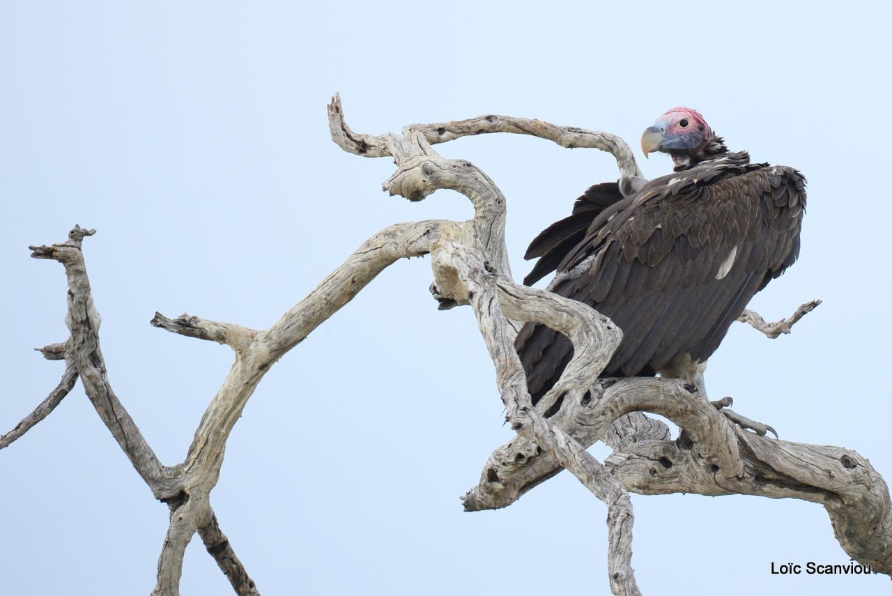 Vautour oricou/Lappet-faced Vulture (1)