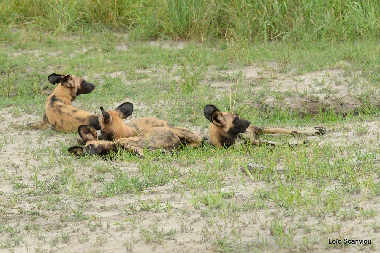 Lycaon/African Wild dog (20)