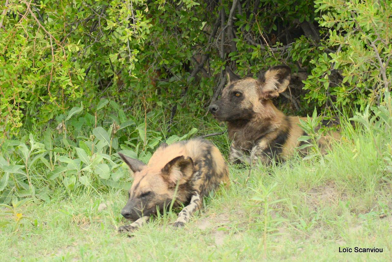 Lycaon/African Wild dog (1)