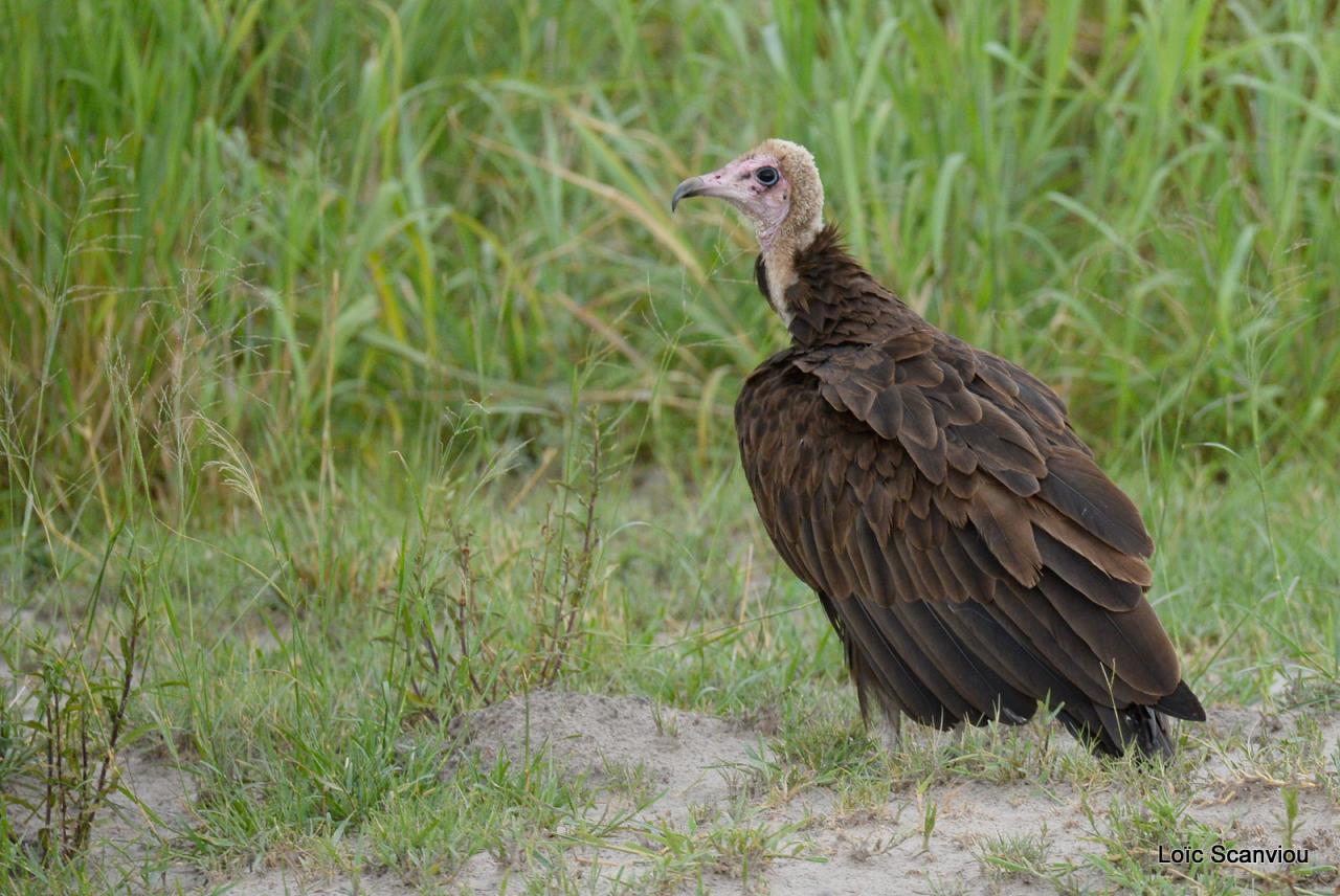 Vautour charognard/Hoode Vulture (1)