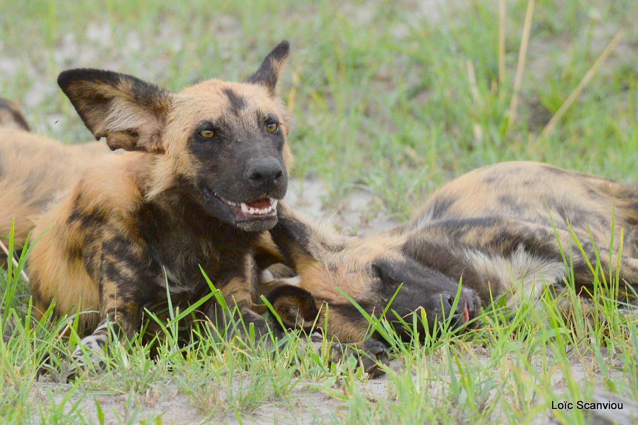 Lycaon/African Wild dog (2)