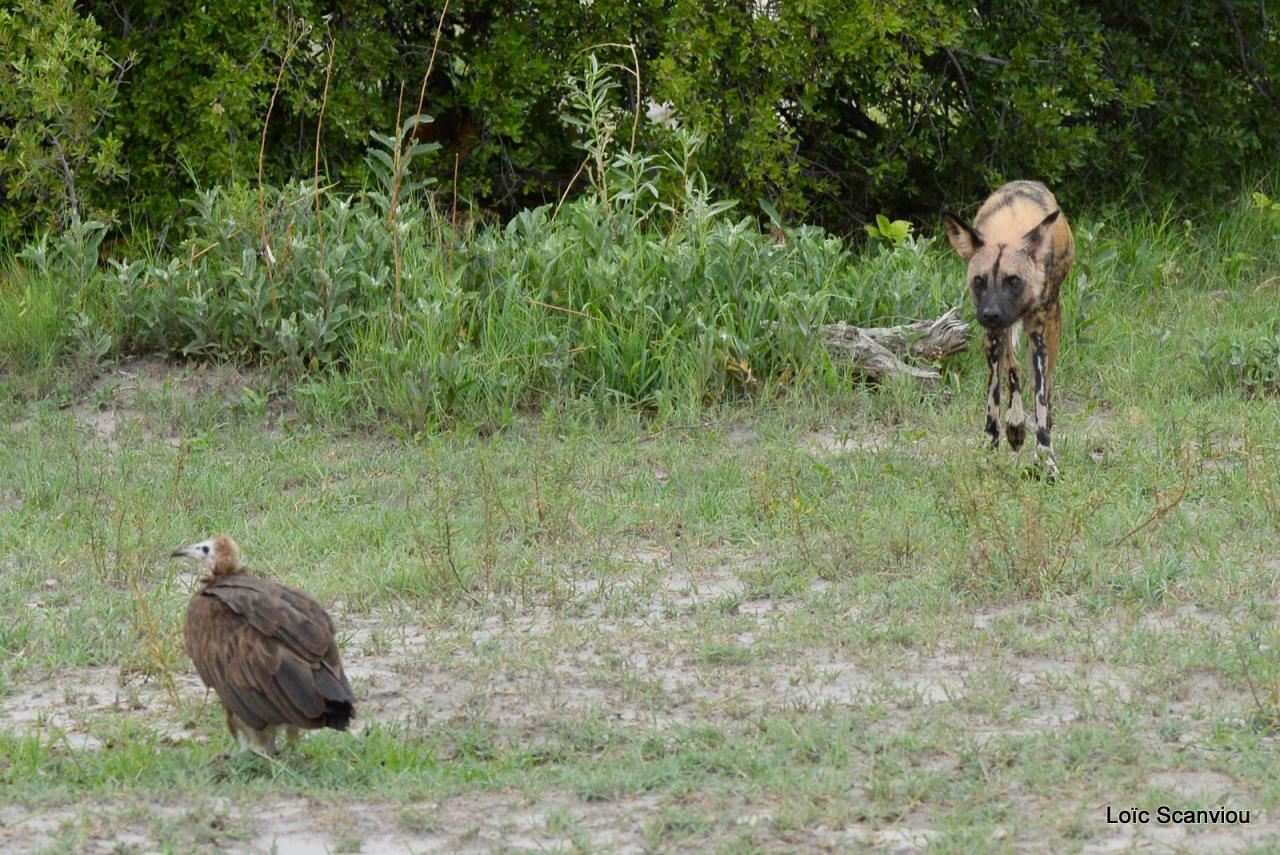 Lycaon/African Wild dog (3)