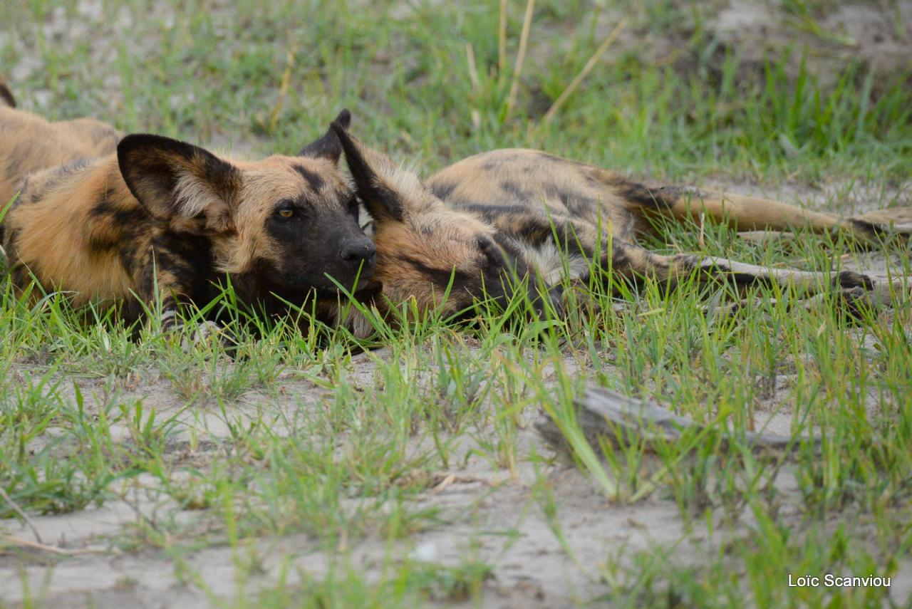 Lycaon/African Wild dog (4)