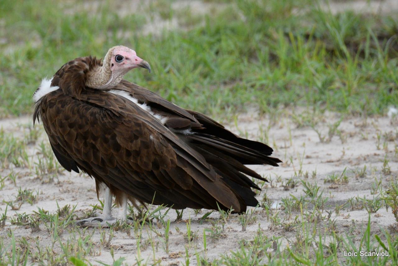 Vautour charognard/Hoode Vulture (2)