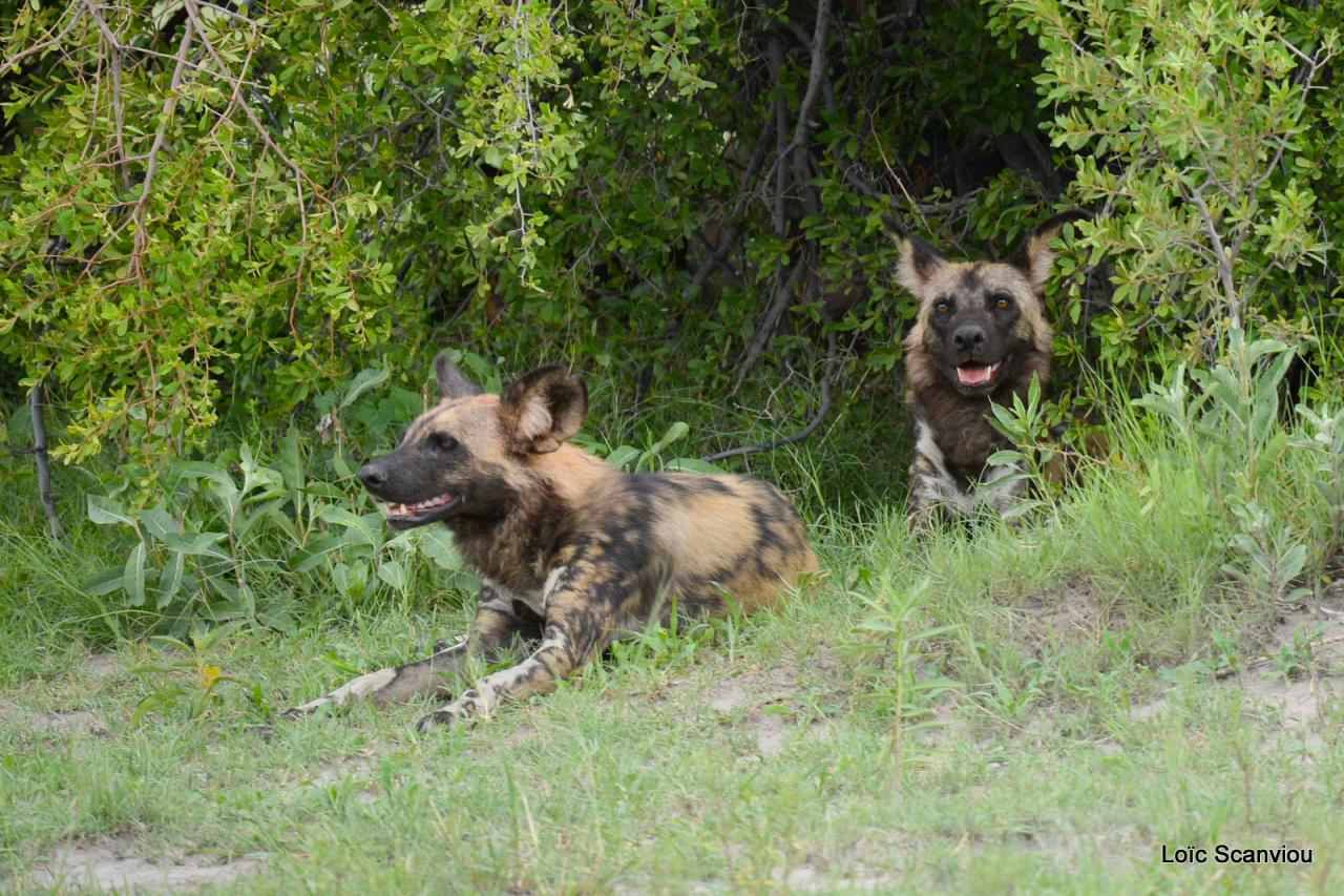 Lycaon/African Wild dog (5)