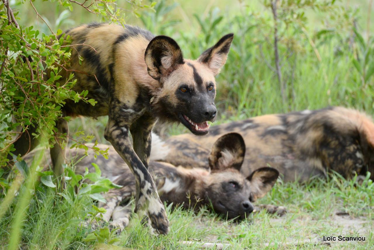 Lycaon/African Wild dog (7)