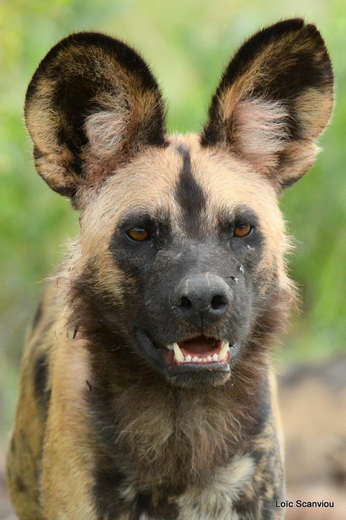 Lycaon/African Wild dog (8)