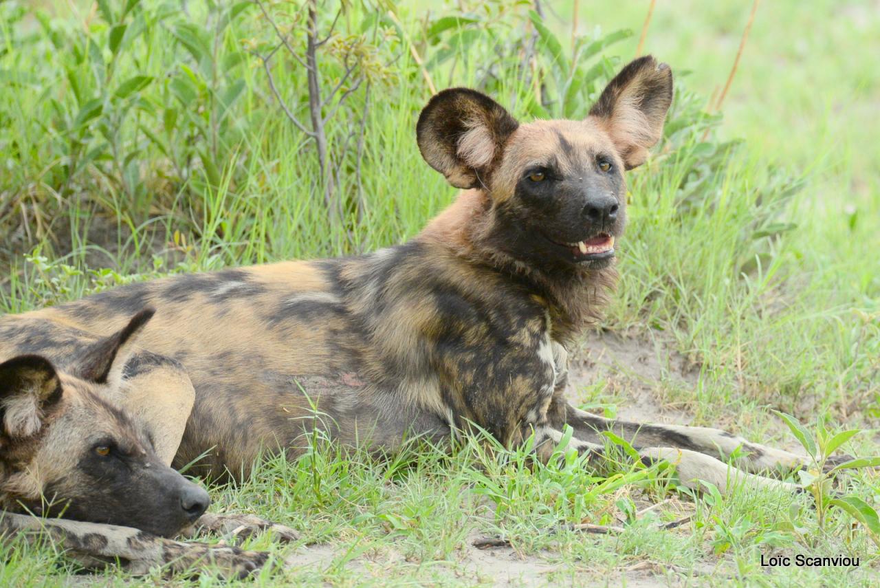 Lycaon/African Wild dog (9)