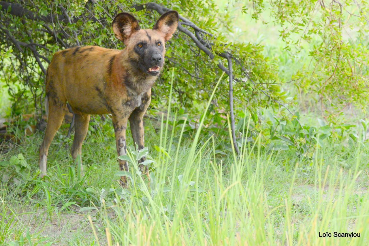 Lycaon/African Wild dog (10)