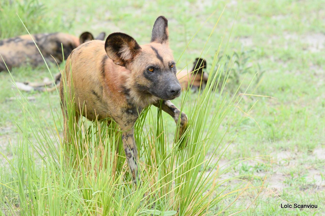 Lycaon/African Wild dog (11)