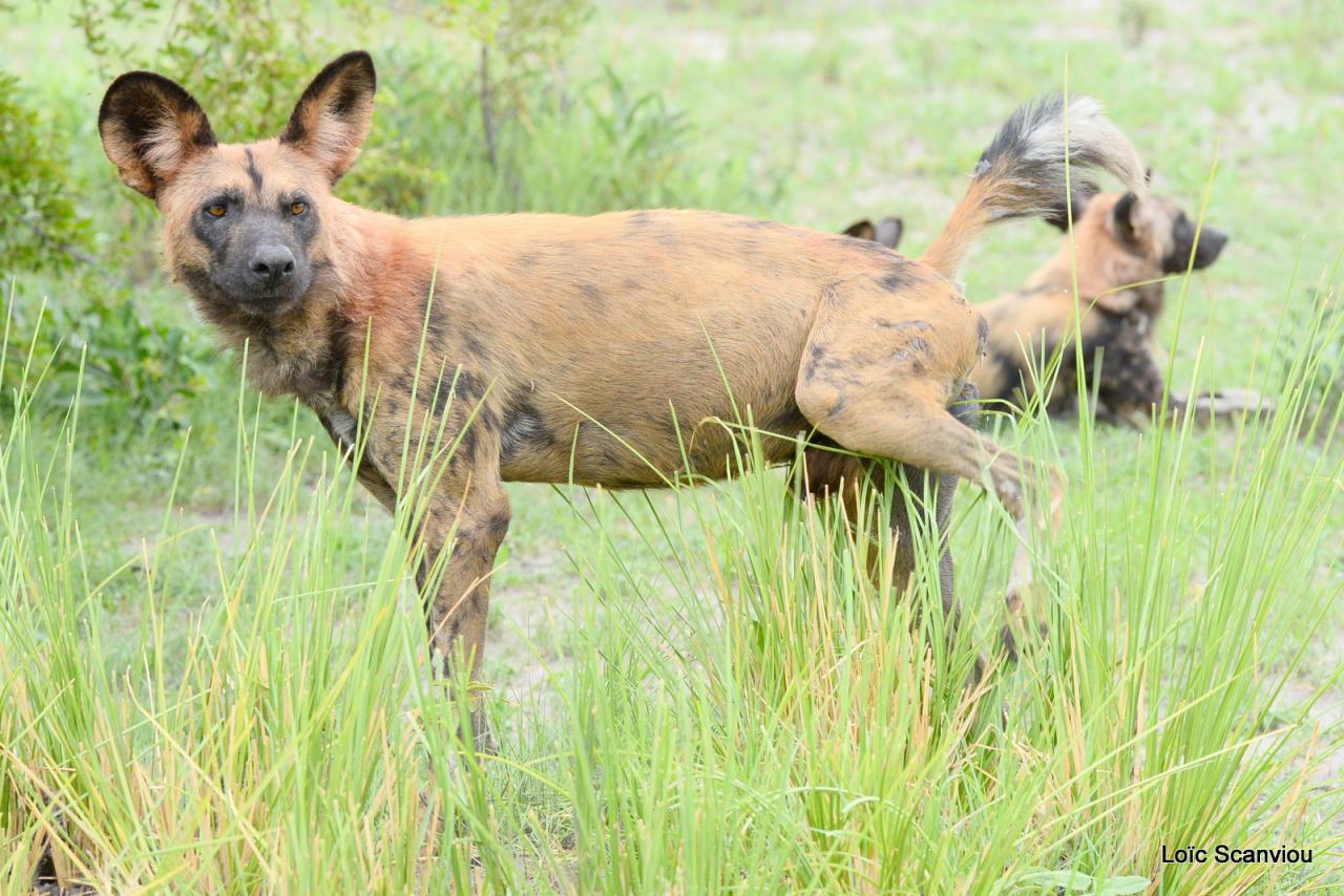 Lycaon/African Wild dog (12)