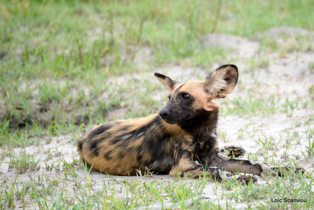 Lycaon/African Wild dog (13)