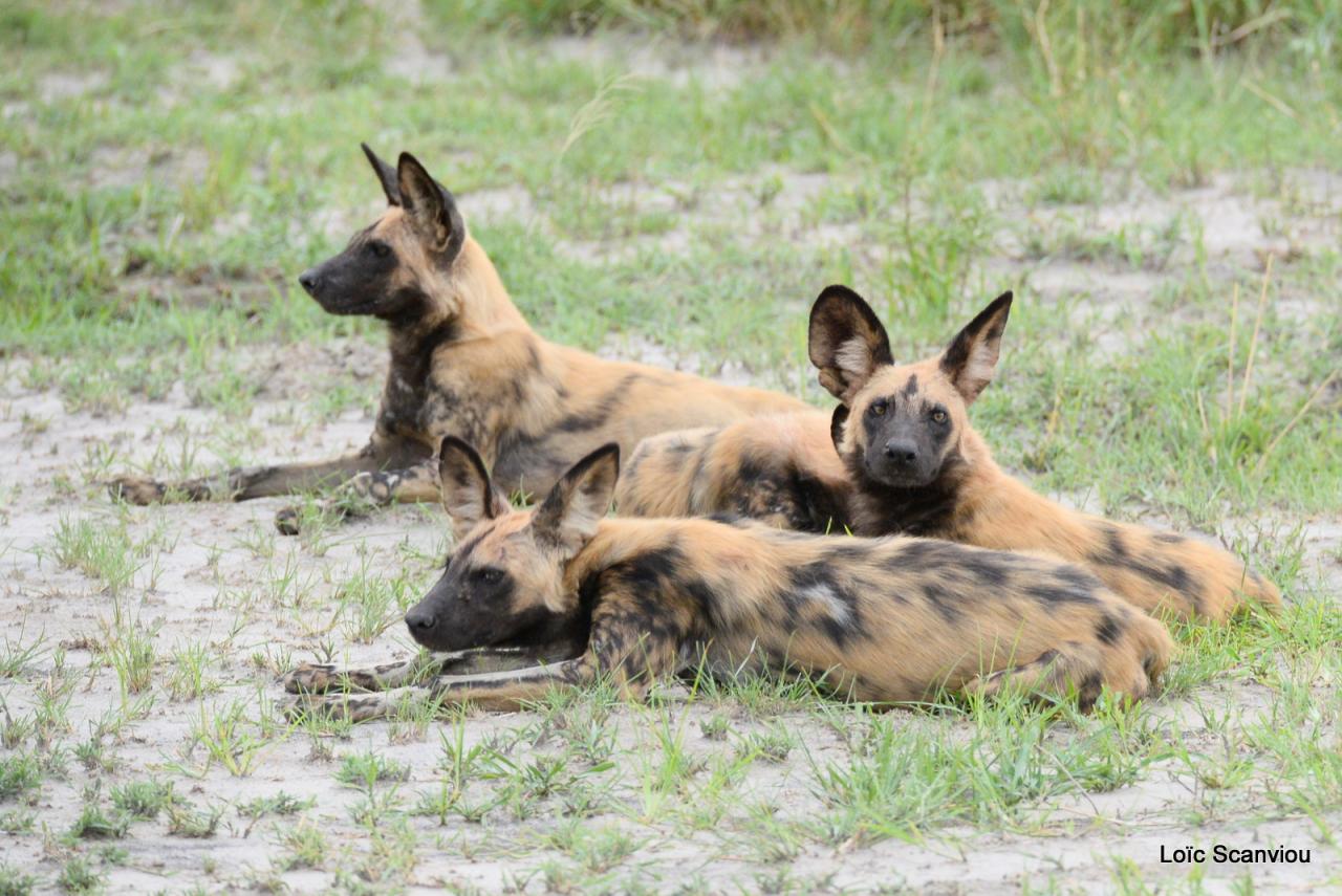 Lycaon/African Wild dog (14)