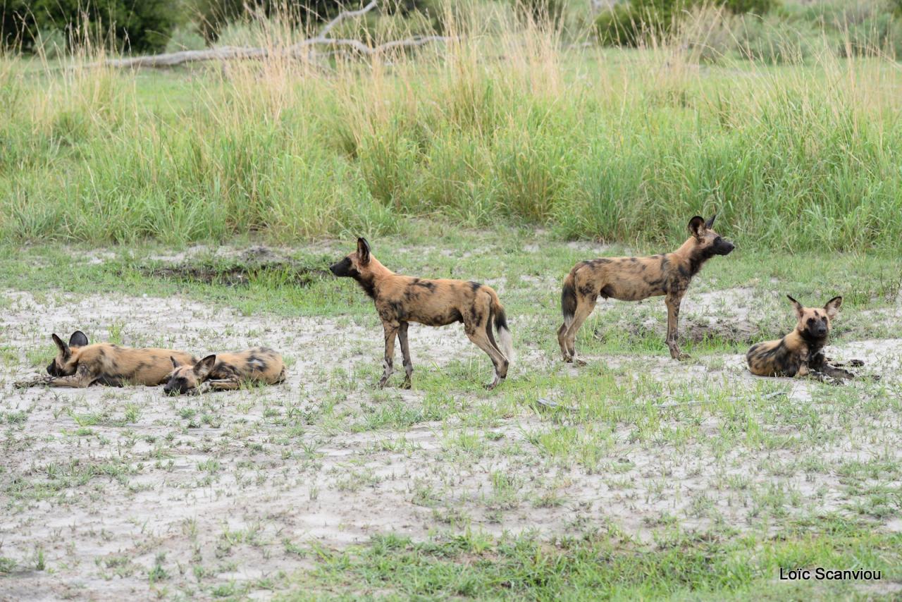 Lycaon/African Wild dog (15)