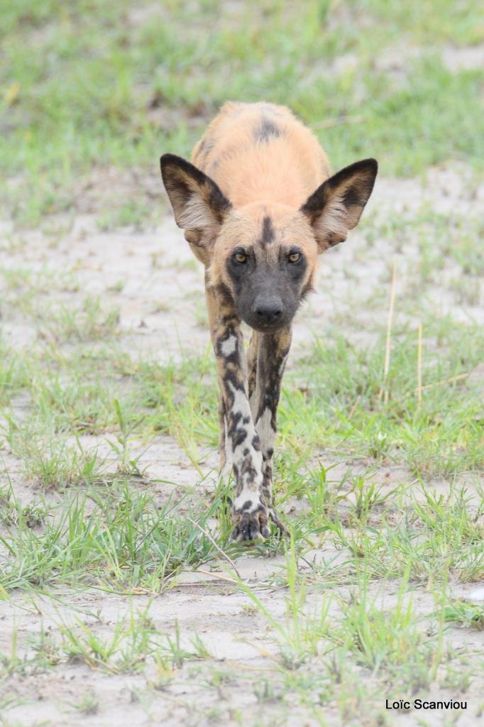 Lycaon/African Wild dog (16)