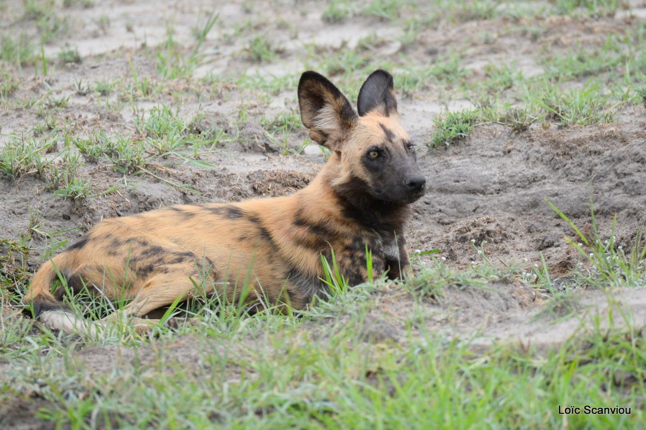 Lycaon/African Wild dog (17)