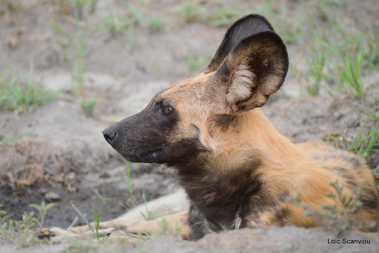 Lycaon/African Wild dog (18)