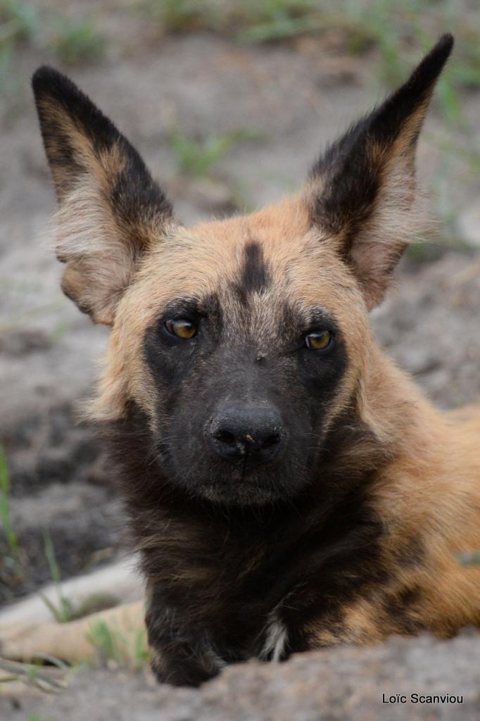Lycaon/African Wild dog (19)