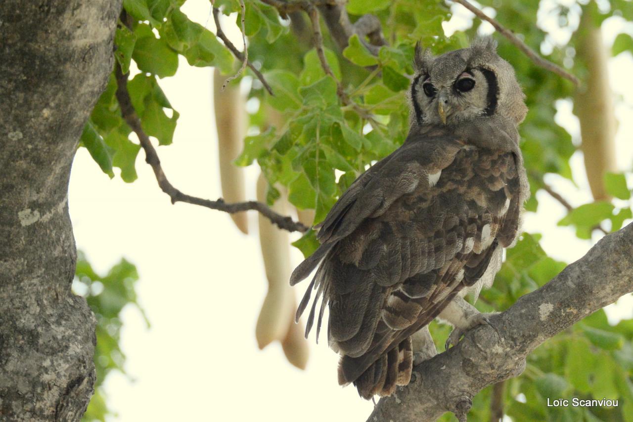 Grand-duc de Verreaux/Verreaux's Eagle-Owl (7)