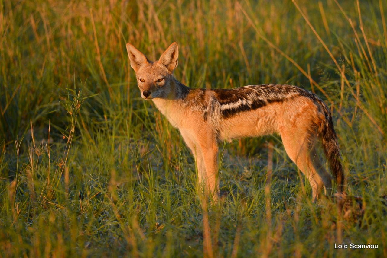 Chacal à chabraque/Black-backed Jackal (1)