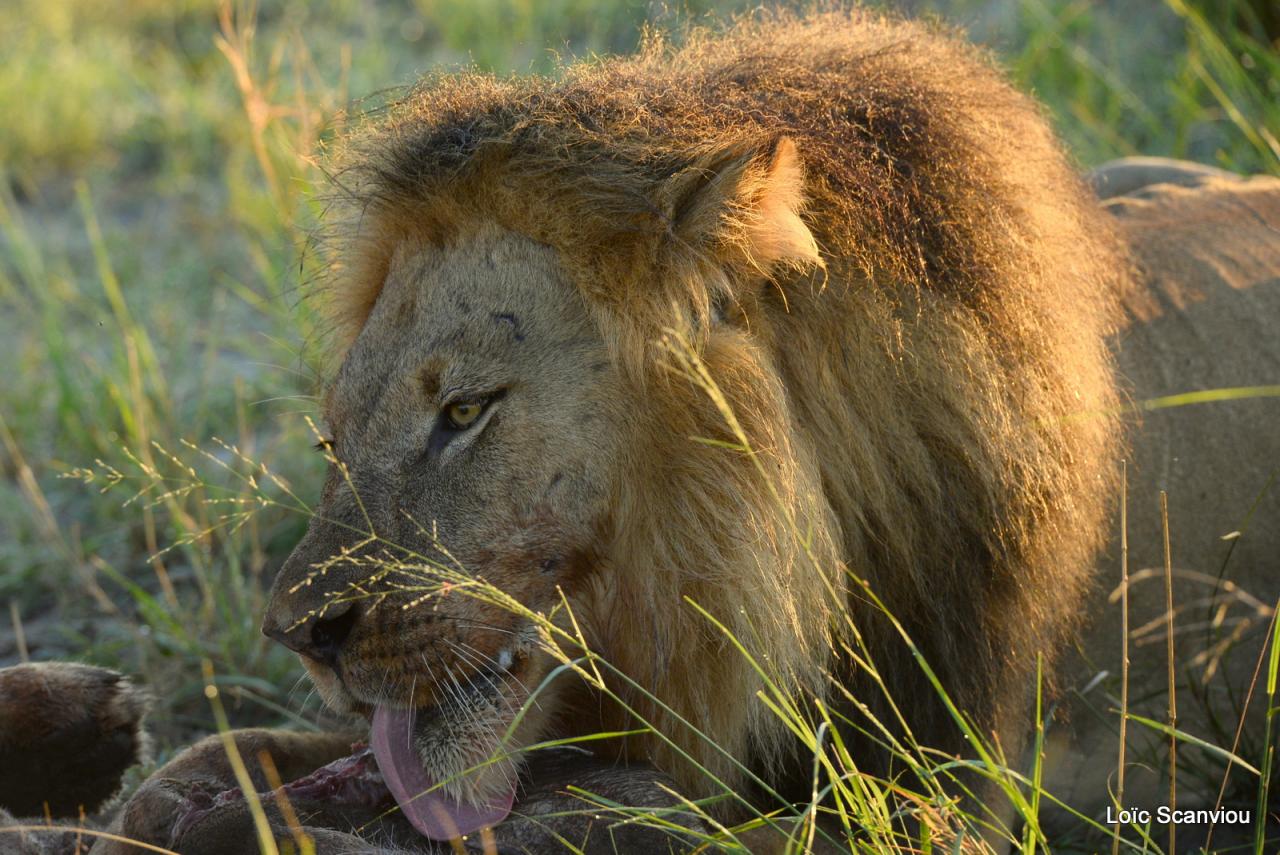 Lion (19)