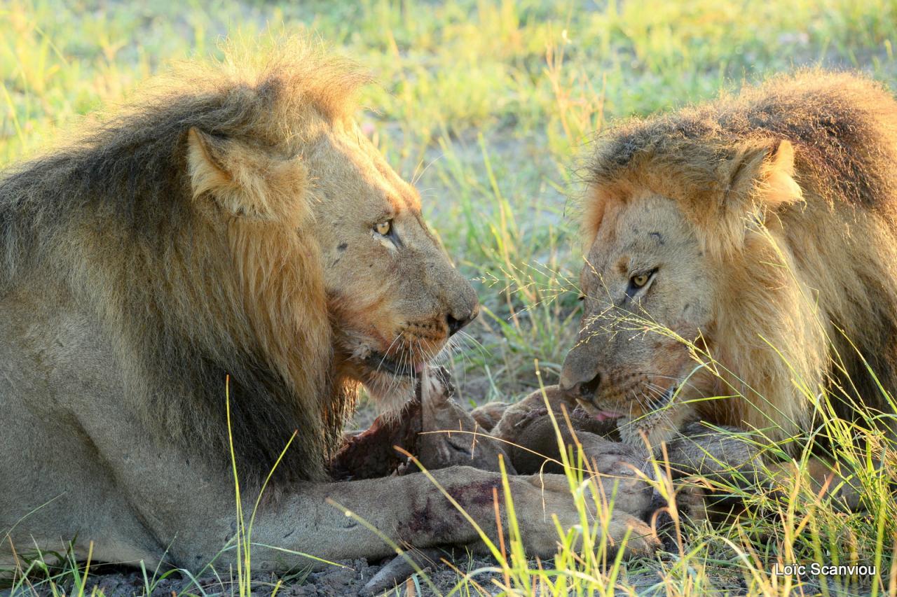 Lion (21)