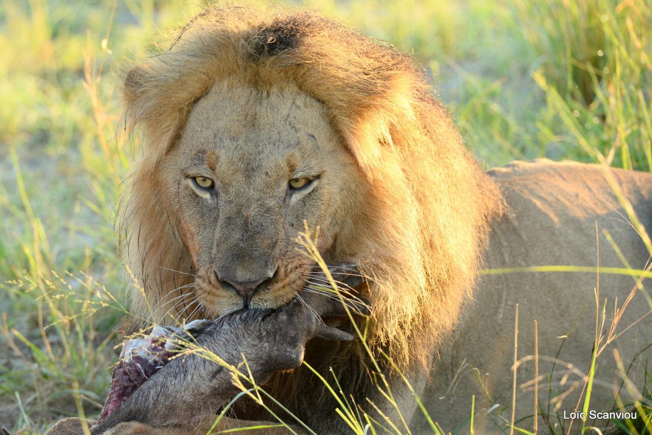 Lion (22)