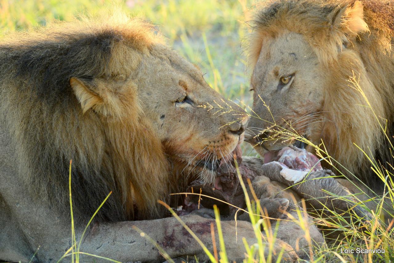 Lion (23)