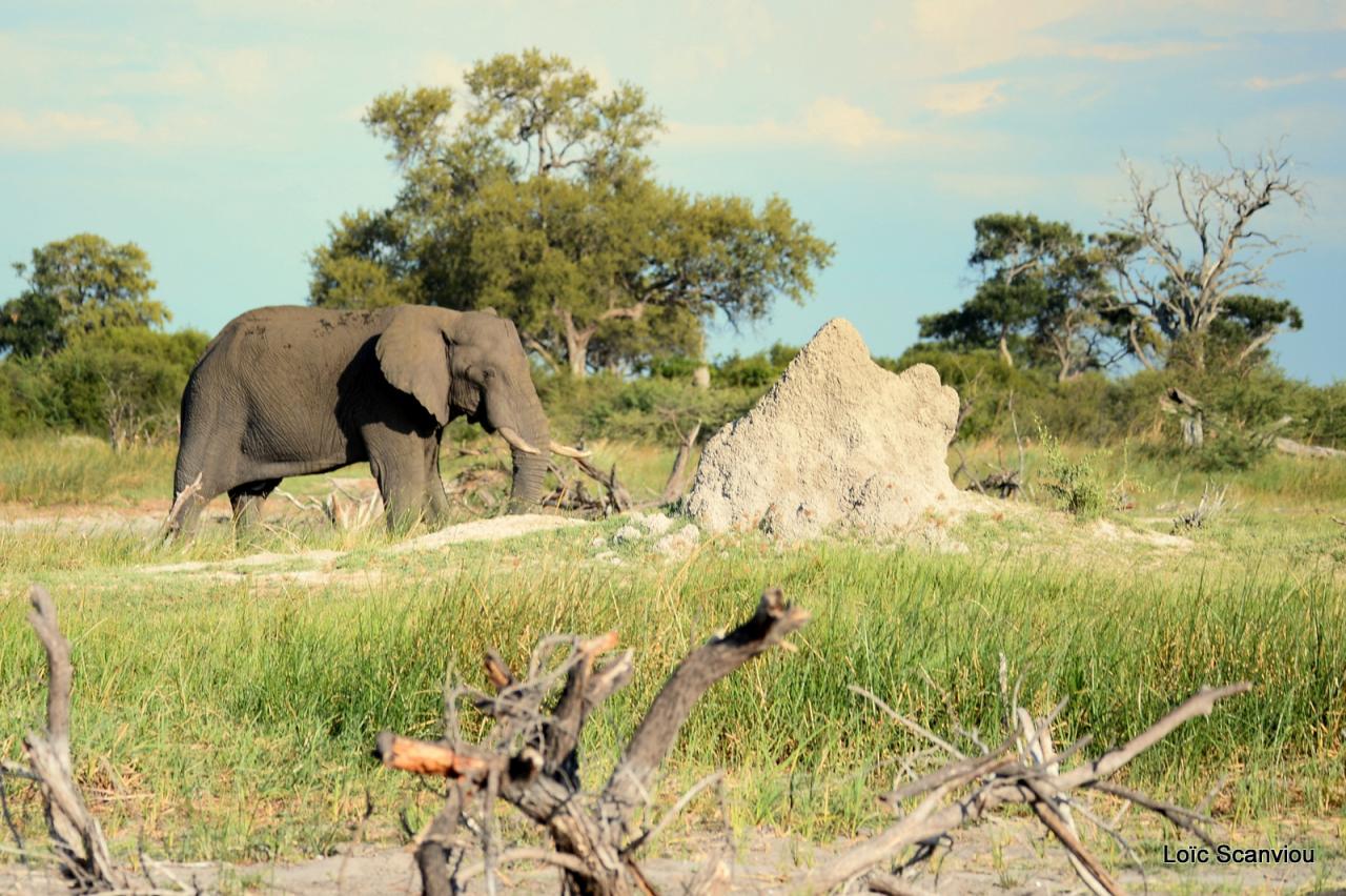 Eléphant (44)
