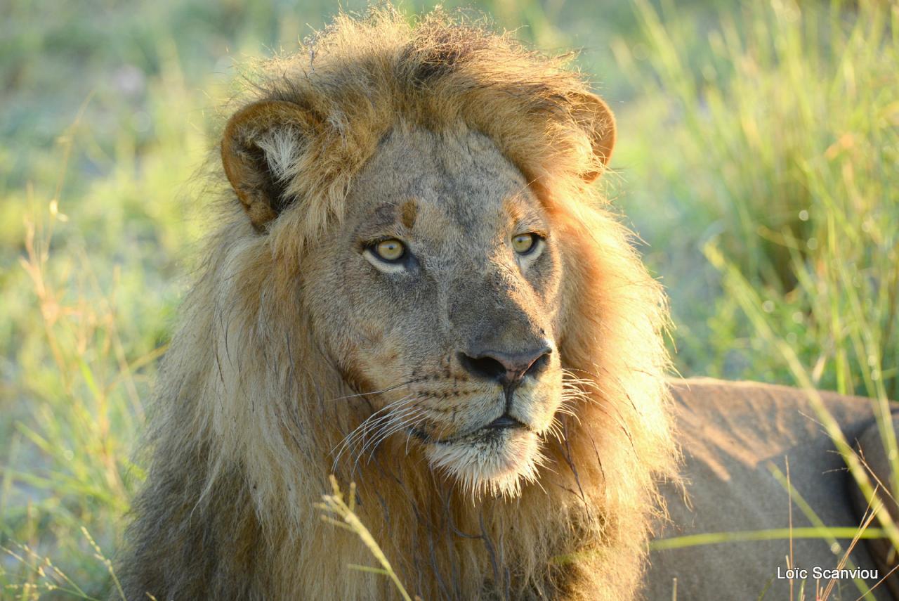 Lion (24)