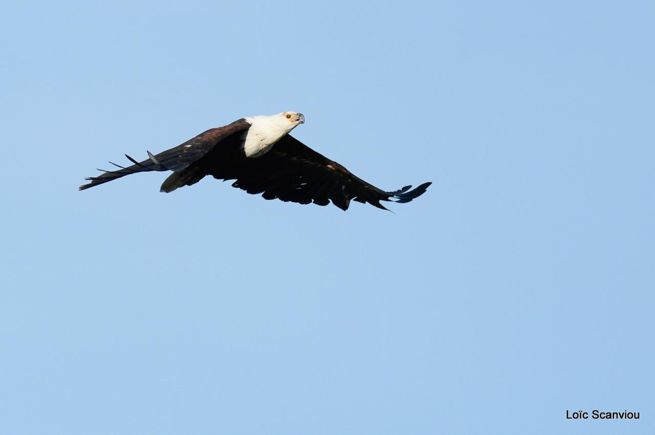 Aigle vocifère/African Fish Eagle (1)