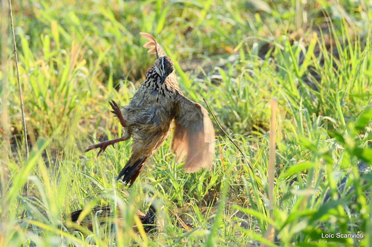 Francolin huppé/Crested Francolin (1)
