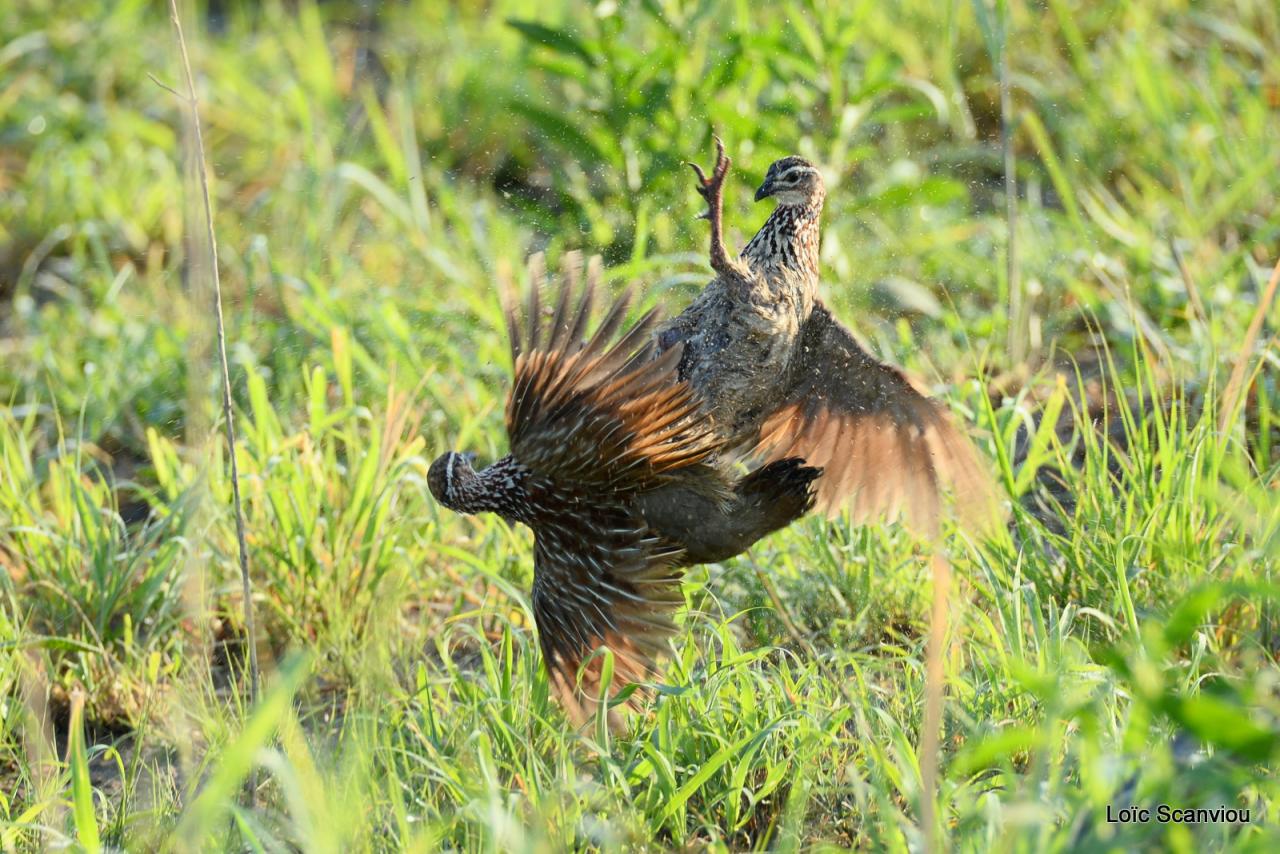 Francolin huppé/Crested Francolin 