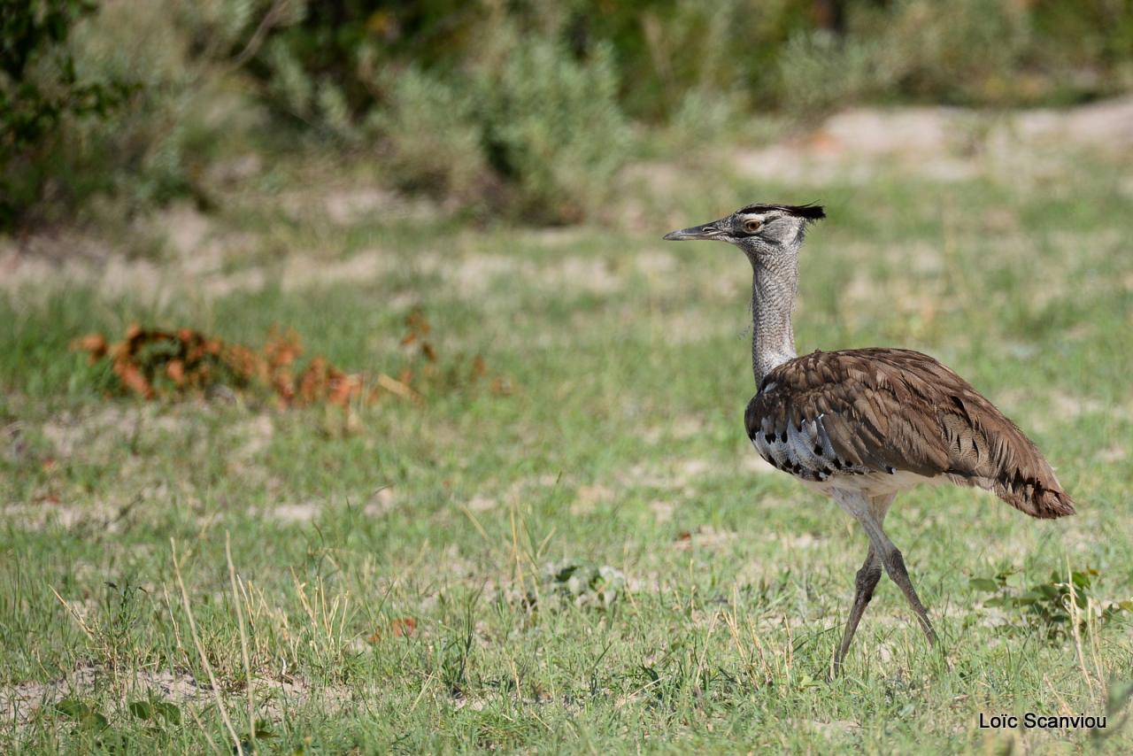 Outarde kori/Kori Bustard (1)