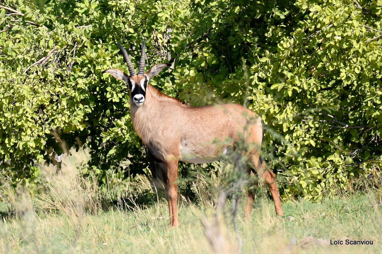 Antilope rouanne/Roan Antelope (1)
