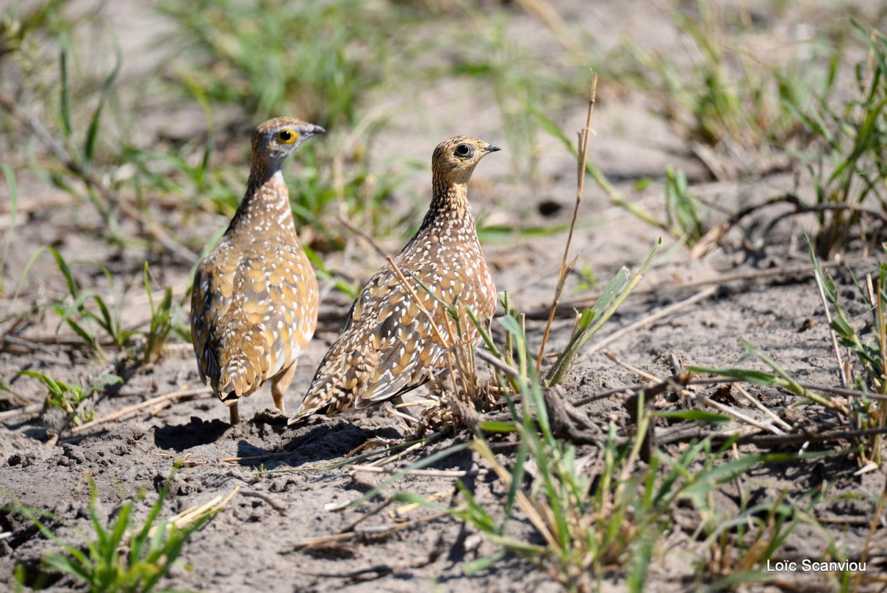 Ganga/Sandgrouse (4)