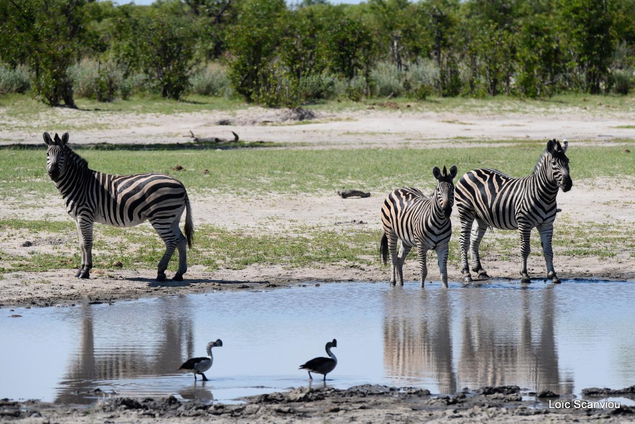 Zèbre/Zebra (3)