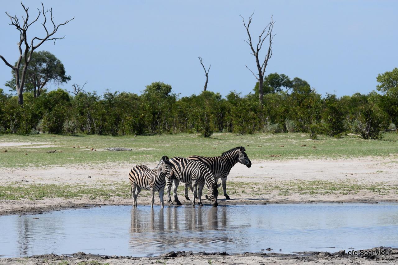 Zèbre/Zebra (4)