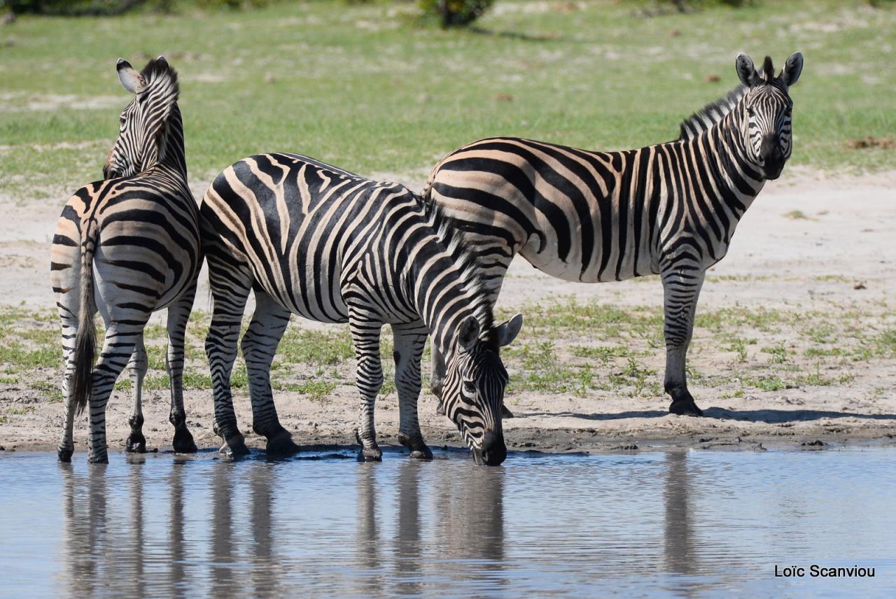 Zèbre/Zebra (5)