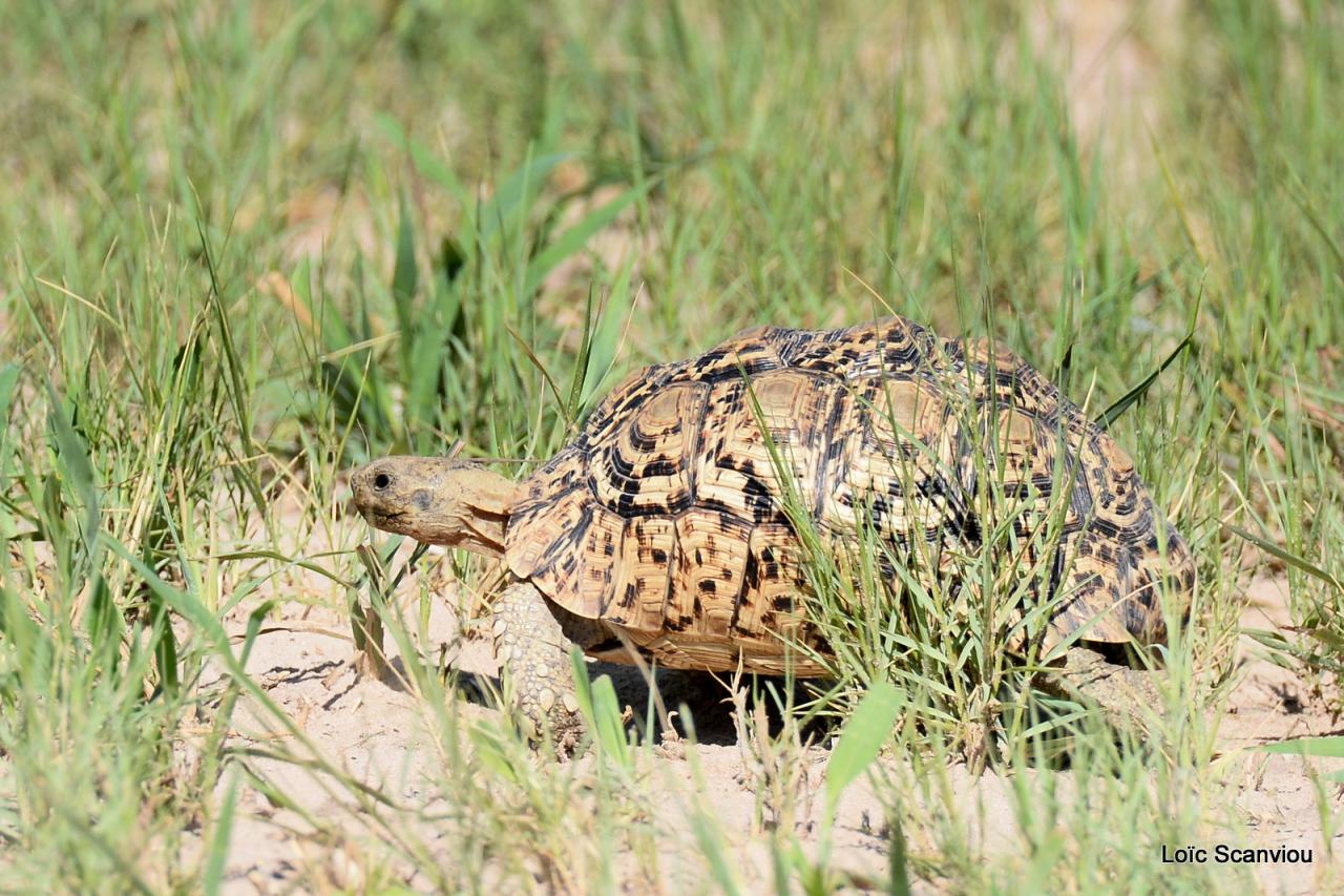 Tortue/Tortoise (1)