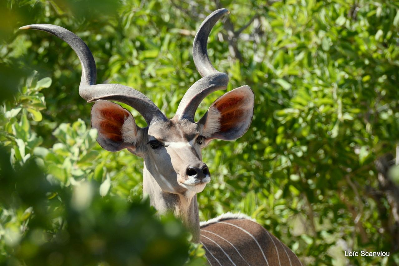 Koudou/Kudu (2)